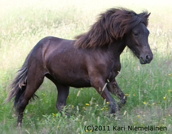 Ellinoora kes�ll� 2011