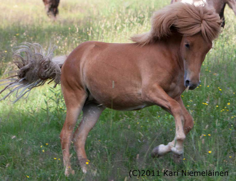 F�a kes�ll� 2011