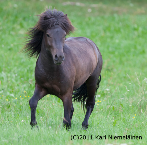 Ivar kes�ll� 2011
