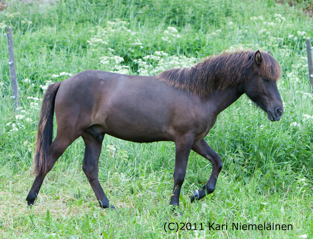 K�tur kes�ll� 2011